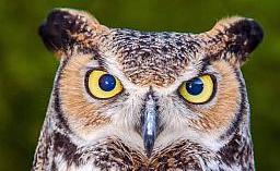 wise
                owl